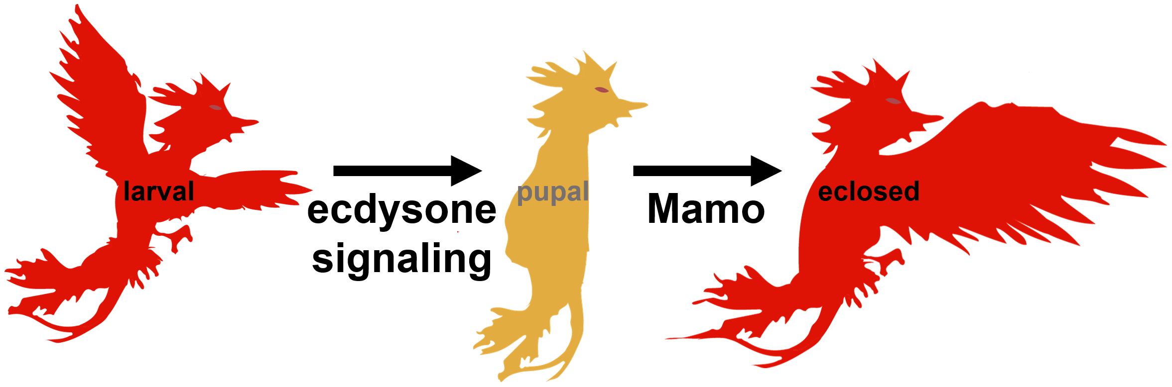larval → ecdysone signaling → papal → Mamo → eclosed