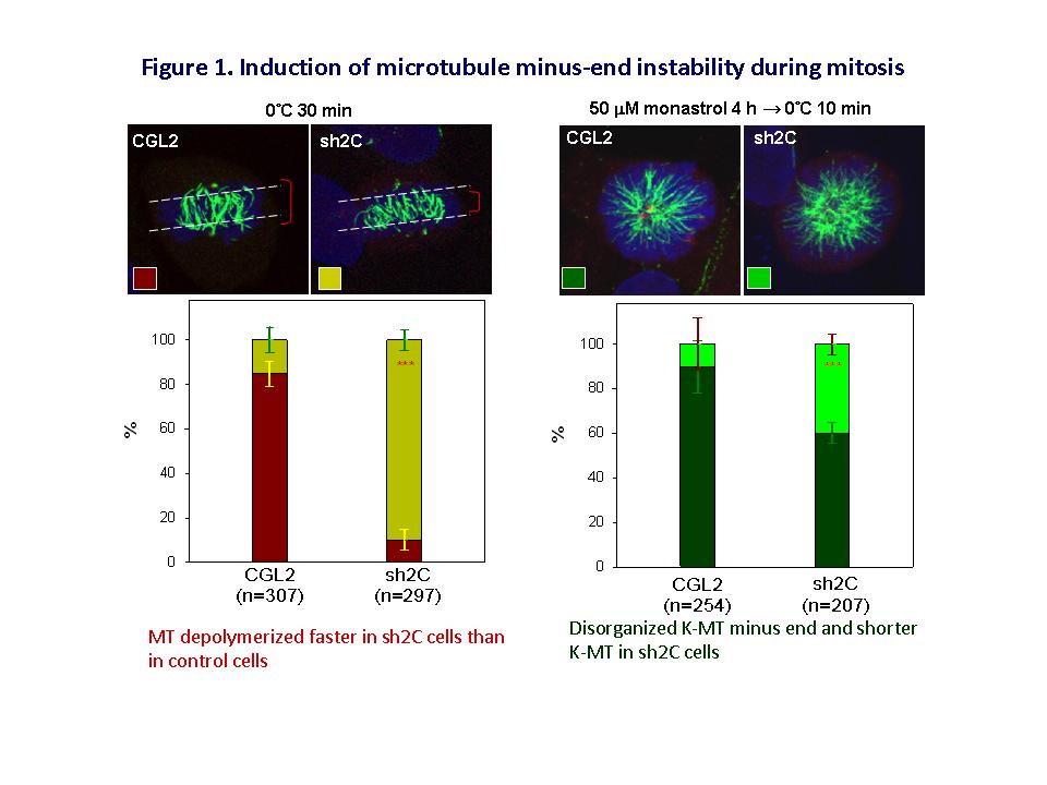 Induction of microtubule minus-end instability during mitosis