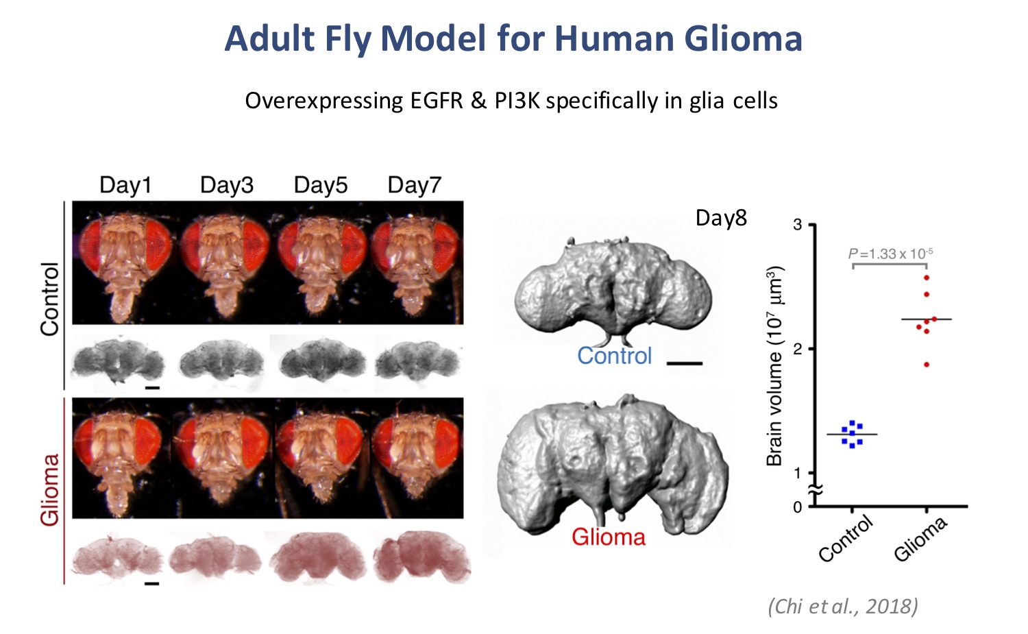 Adult Fly Model for Human Glioma