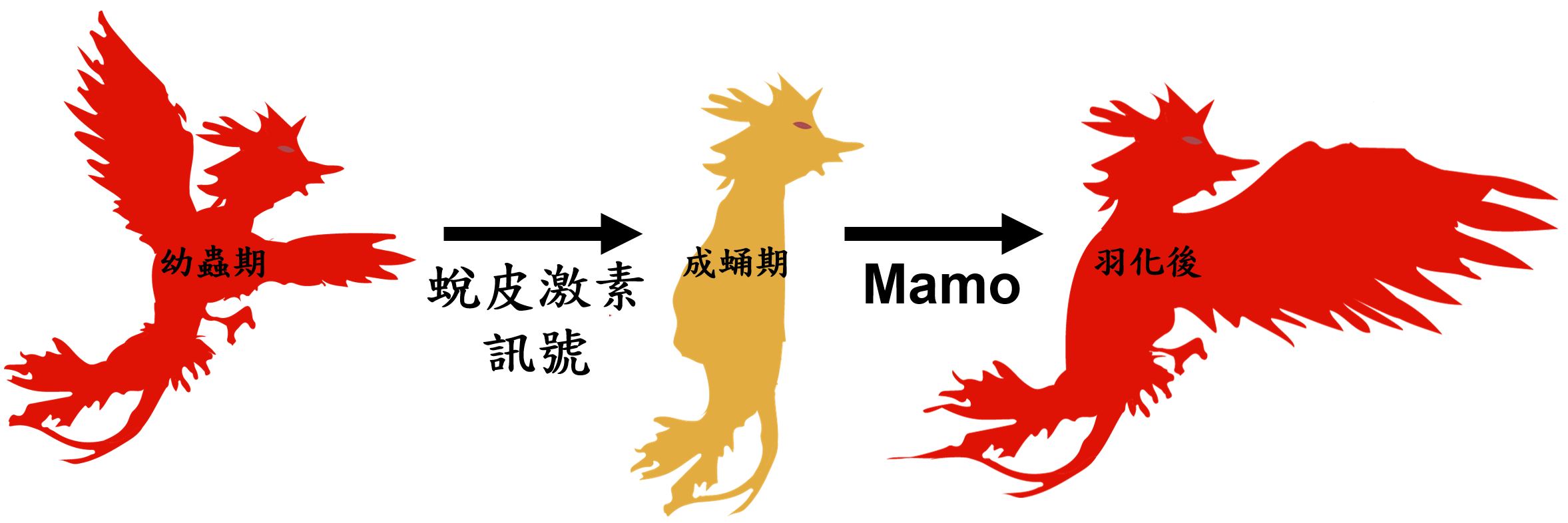 幼蟲期→蛻皮激素訊號→成蛹期→Mamo→羽化後(詳述如內文)