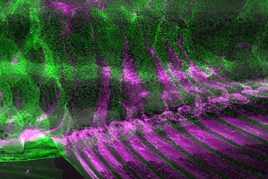 The fin epithelial cells (shown in magenta) migrate to cover the body surface of adult zebrafish.