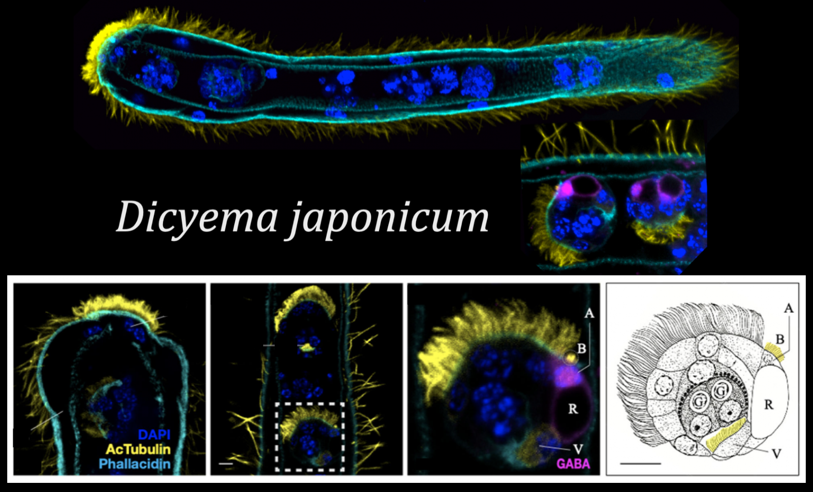 二胚蟲（dicyemid）感覺細胞之分化