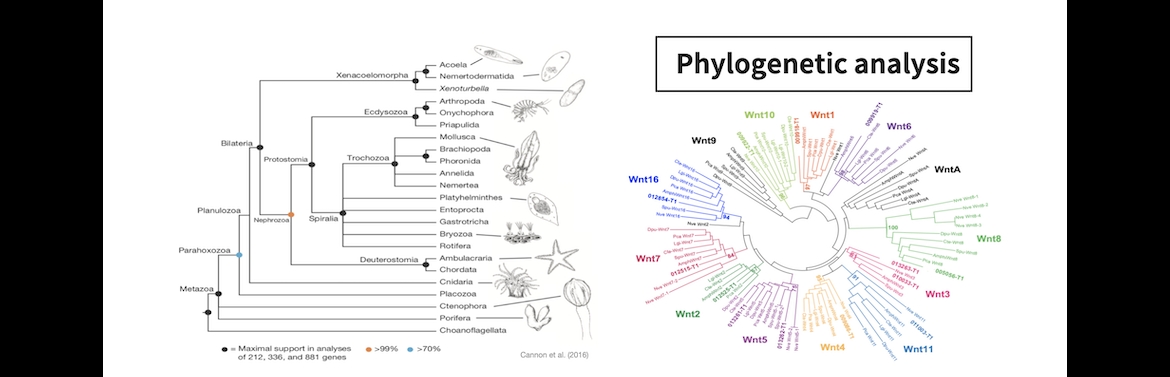 Phylogenetic analysis