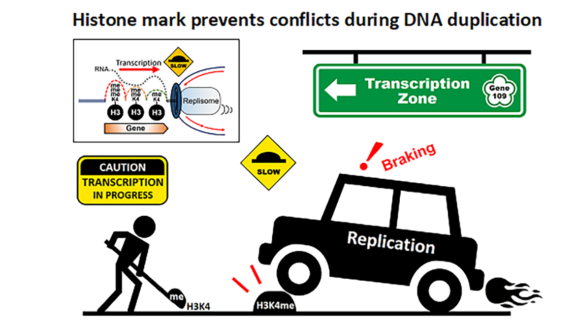 Histon mark prevents conflicts during DNA duplication