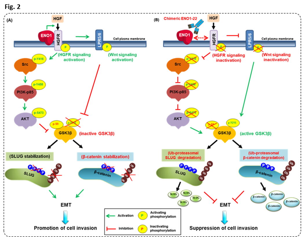 chENO1-22 blocked metastasis and improved survival in mouse models