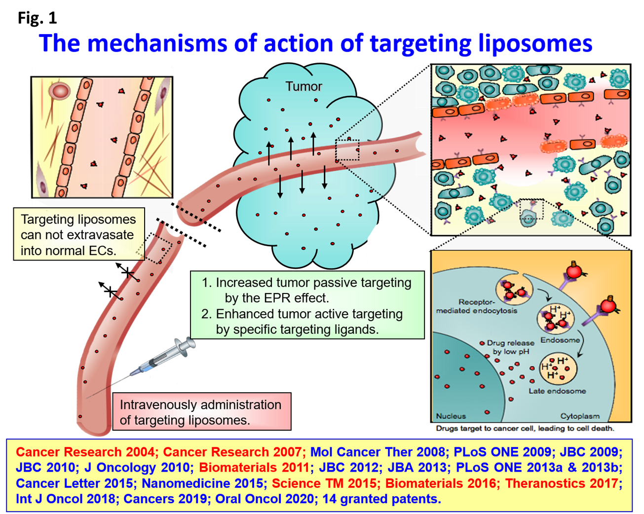 The mechanisms of action of targeting liposomes