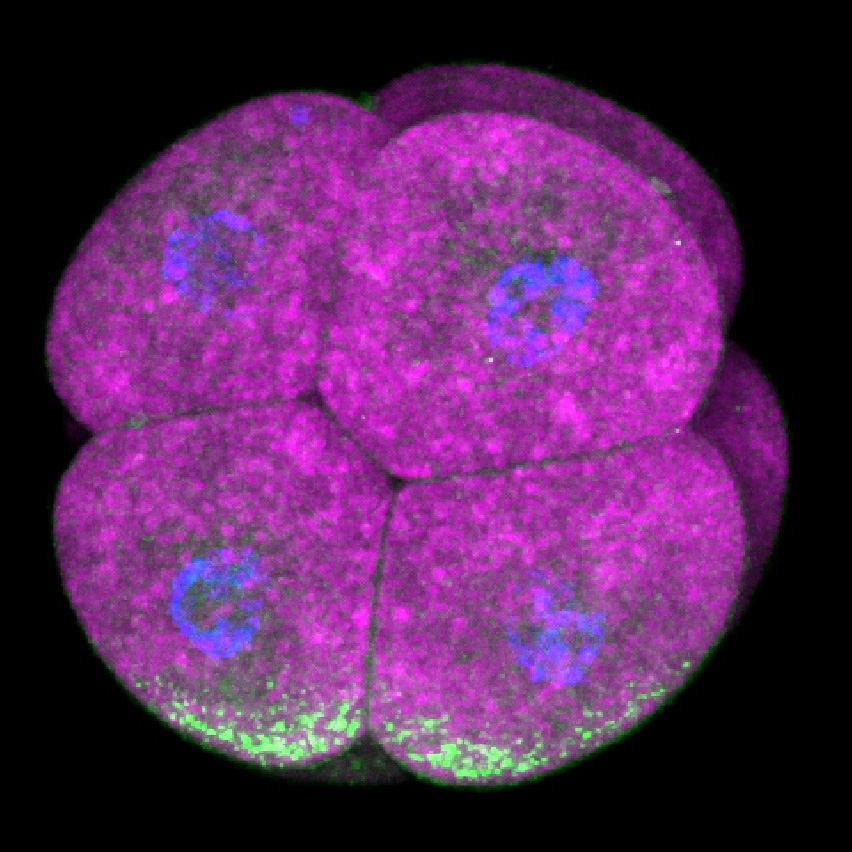 germ plasm cleavage_8-3 lv_Median001Snapshot1.jpg (RGB).jpg