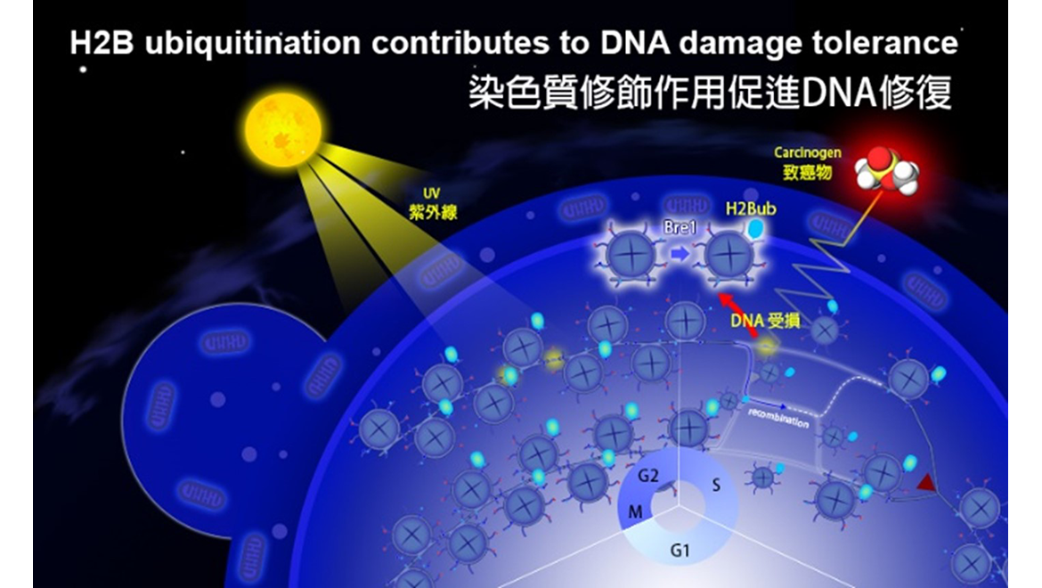 H2B ubiquitination contributes to DNA damage tolerance