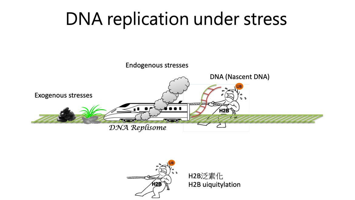 DNA replication under stress