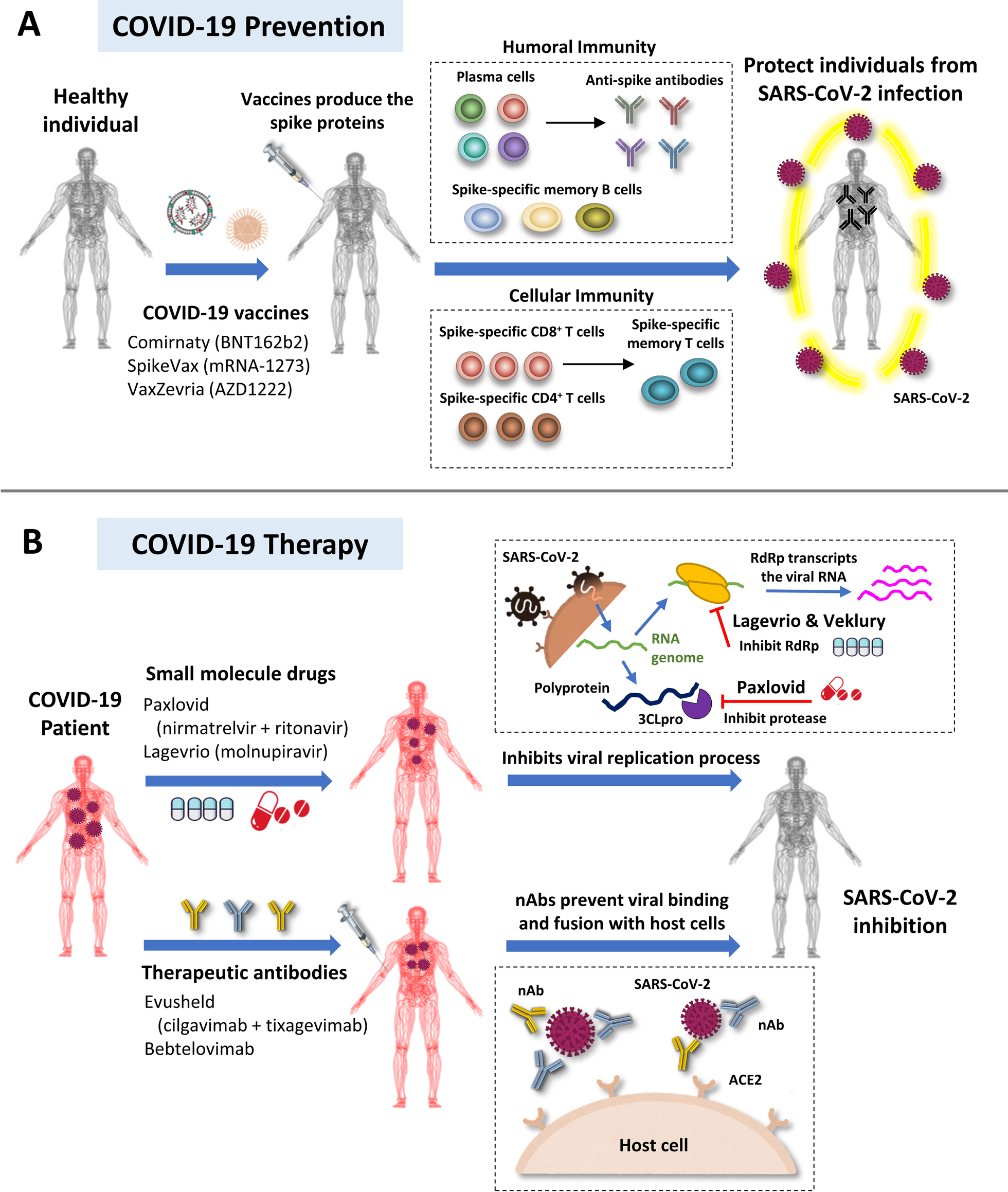 Antibodies and Vaccines as Drugs for COVID-19