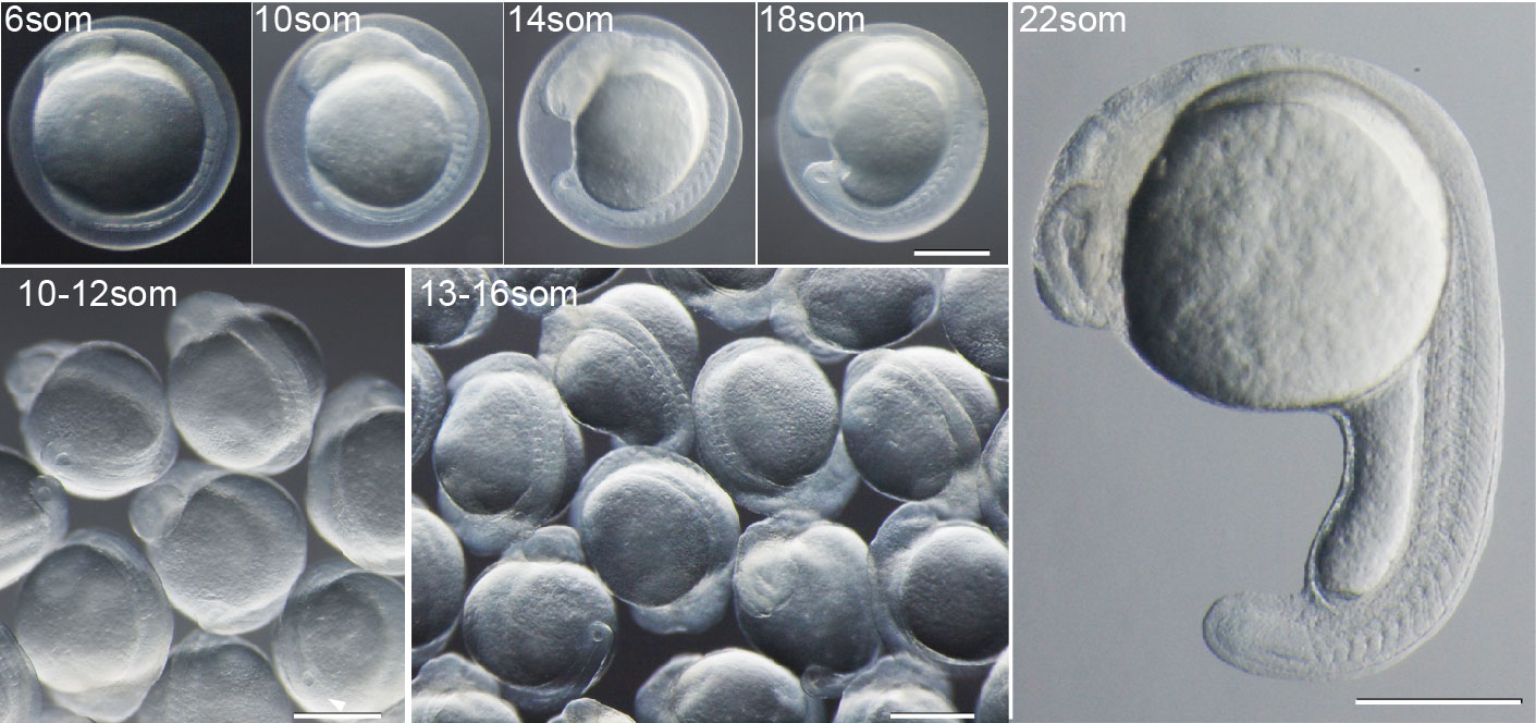 Ota-Fig02-2021-1224