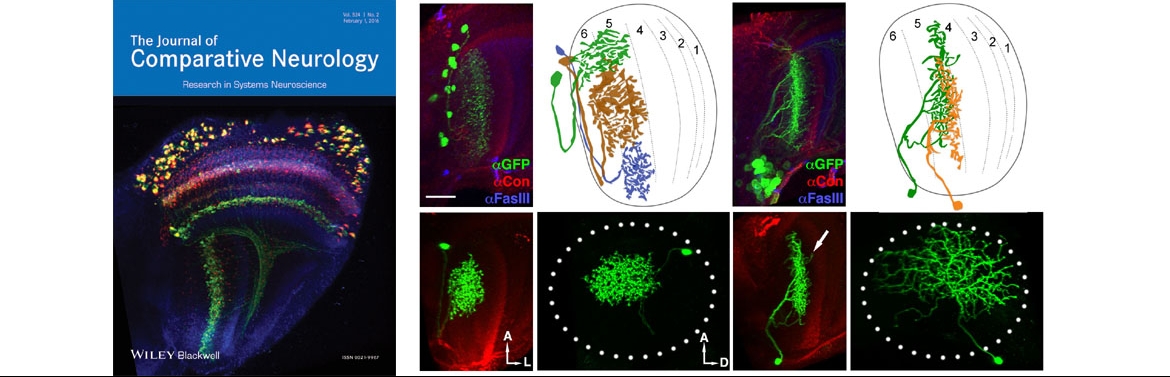 Journal of Comparative Neurology  Systems Neuroscience Journal