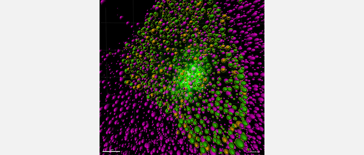 The GLUT10 subcellular localization responds to environmental changes and affects its function. 