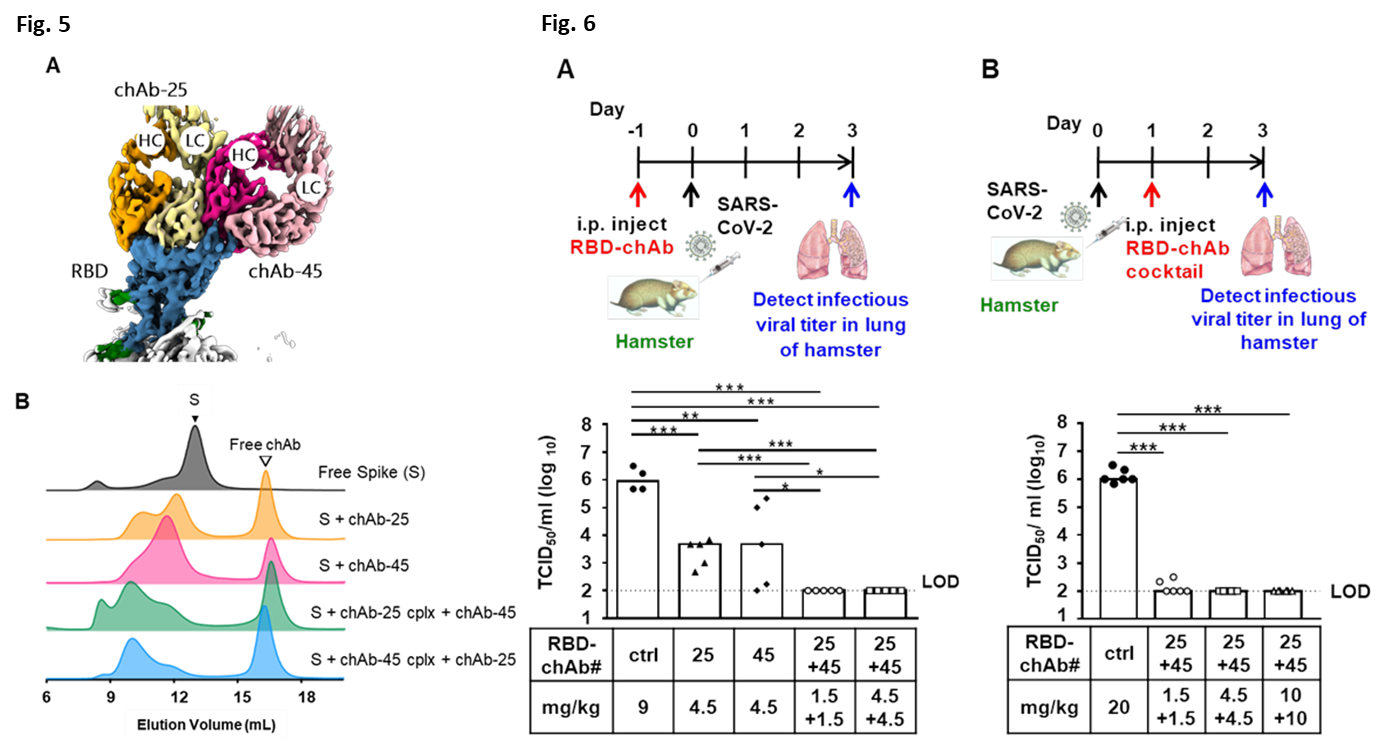 The efficacy of this antibody cocktail was confirmed in SARS-CoV-2-infected mouse and hamster models as prophylactic and post-infection treatments 