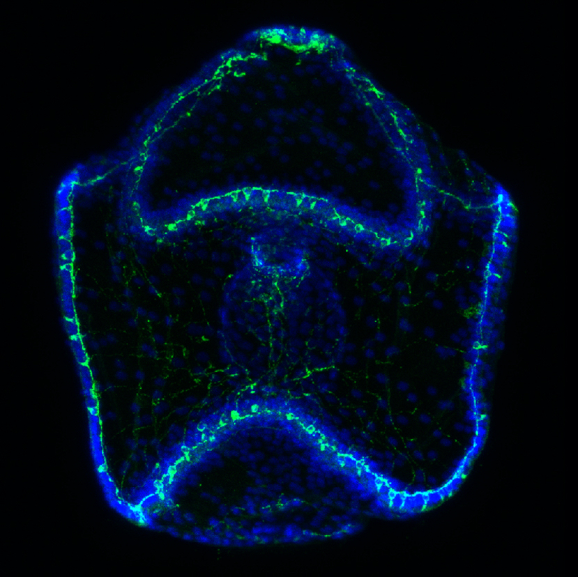 PNAS_Cover_Su.jpg