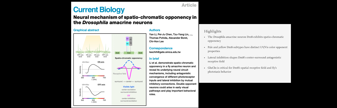 Assembly and Function of Drosophila Chromatic Circuits (7 photos in total)