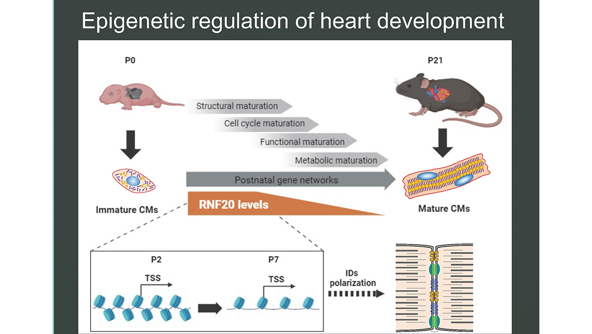 Epigenetic regulation of heart development