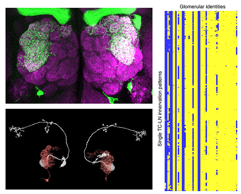Variable glomerular innervation patterns of the TC-LN