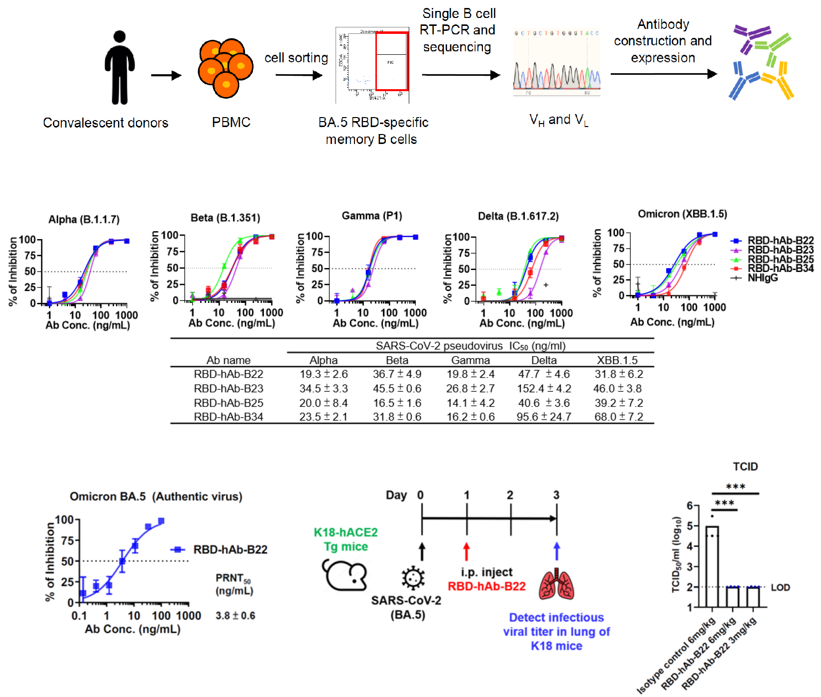 Development of the potently and broadly neutralizing human antibodies against SARS-CoV-2 from Alpha to Omicron XBB.1.5
