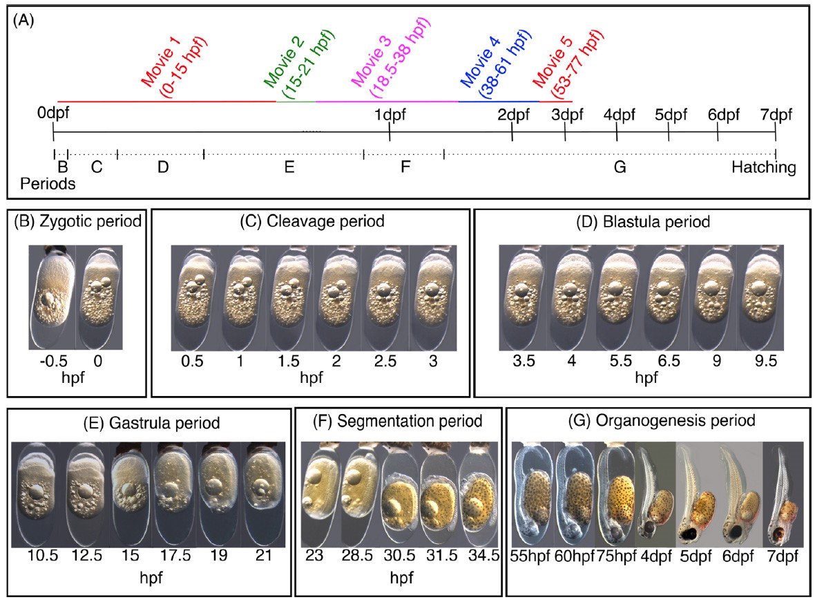 Description of embryonic development in Amphiprion ocellaris from first div