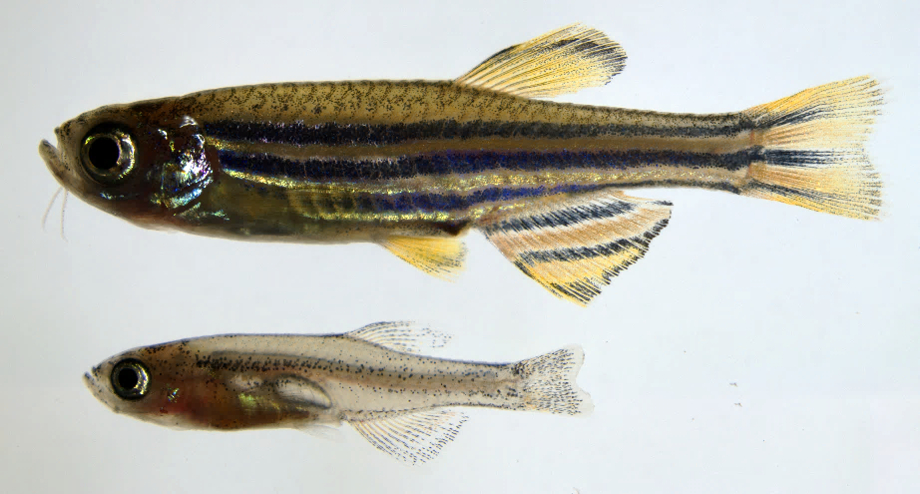 正常發育的斑馬魚 (top) 和相同年齡但發育停滯的突變株「彼得潘」(bottom)