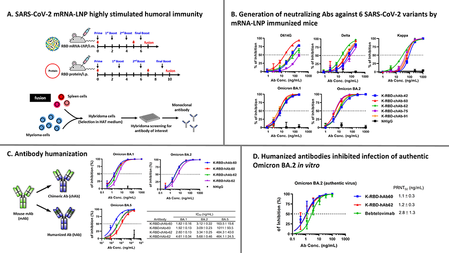Development of broadly neutralizing antibodies against SARS-CoV-2 using improved mRNA-lipid nanoparticle immunization technology.