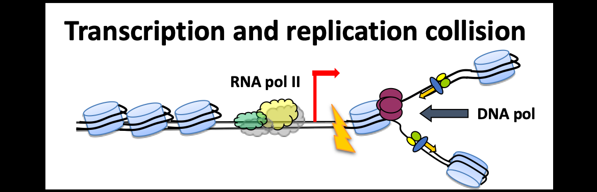 Transcription and replication collision