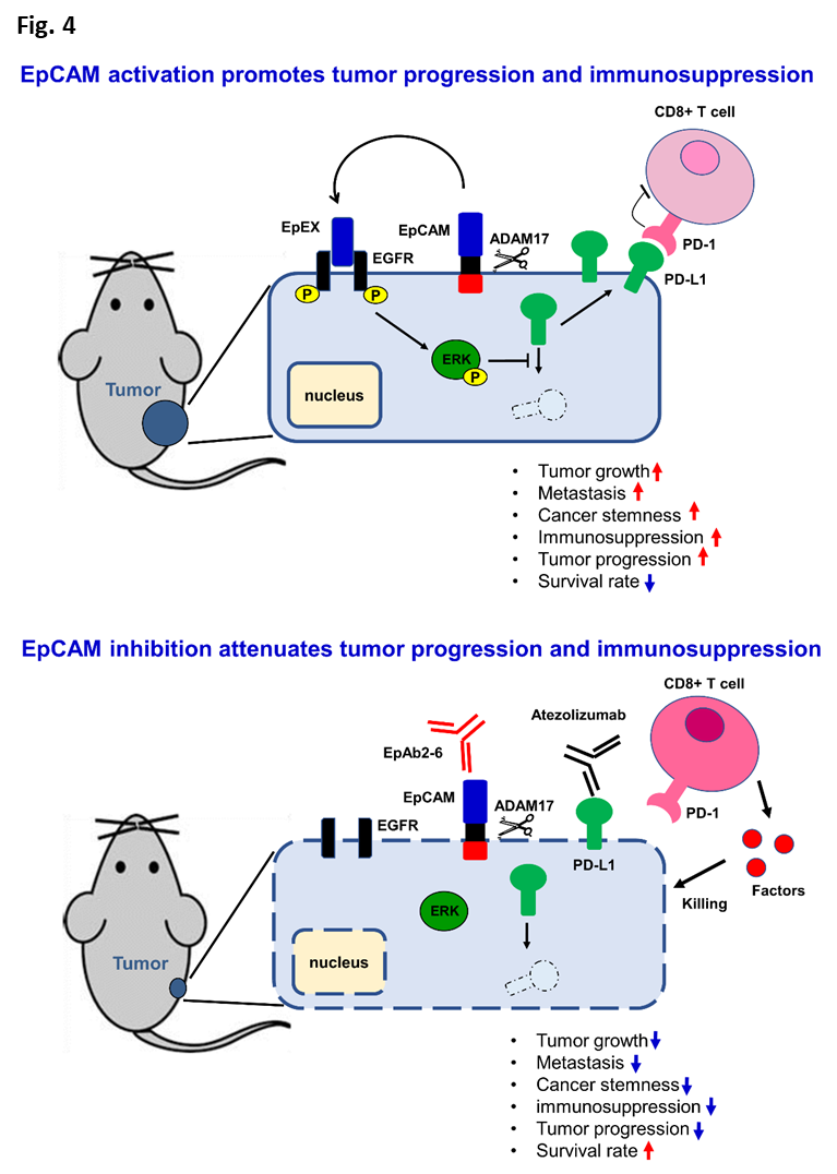 EpCAM activationptomotes tumor progression immunosuppression