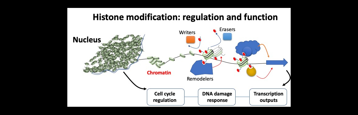 Histone modification: regulation and function