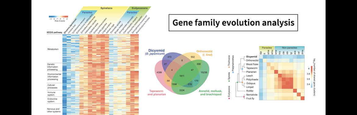 Gene family evolution analysis