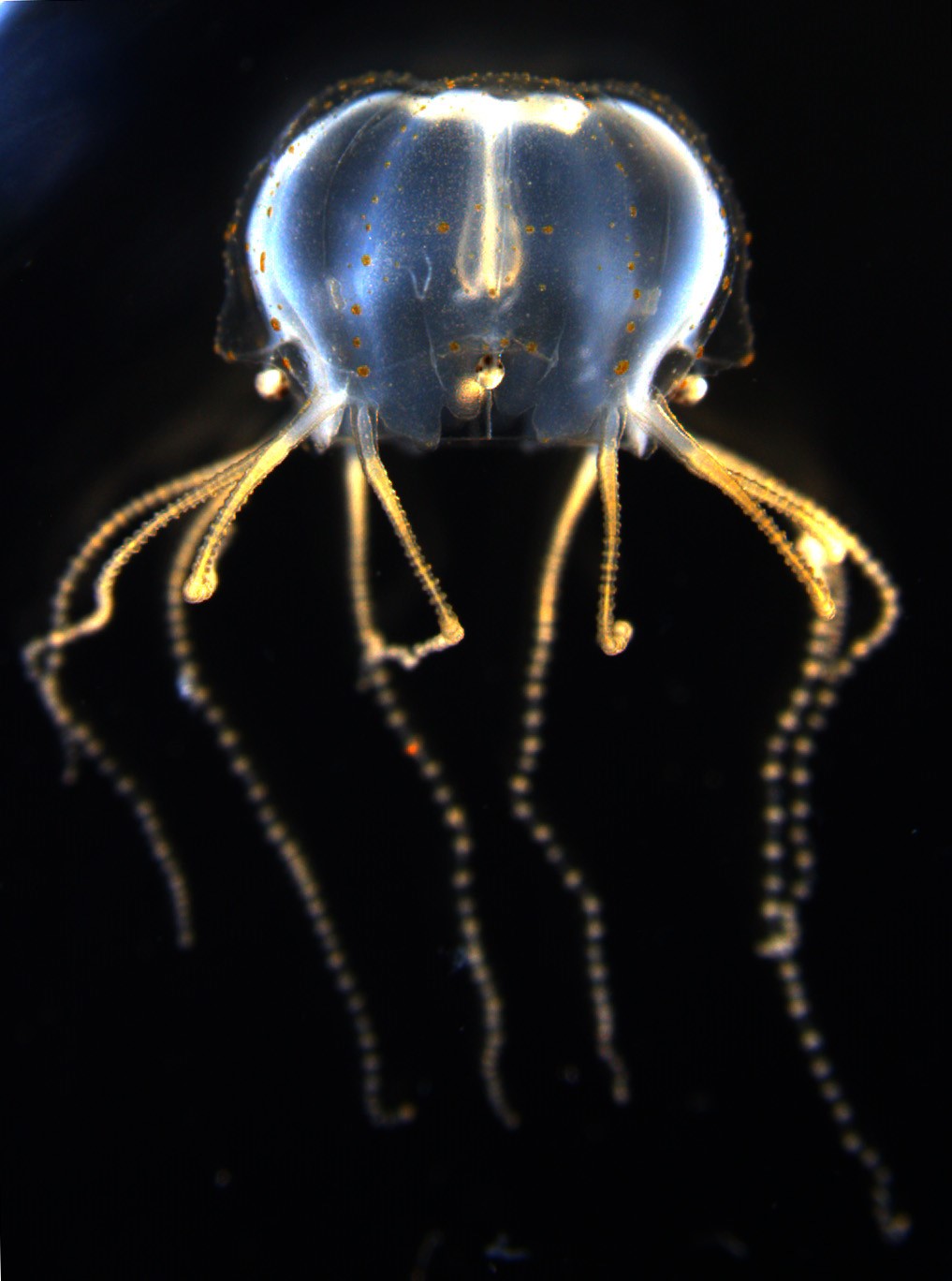 Cubozoan jellyfish Tripedalia. Photo by K.Khalturin