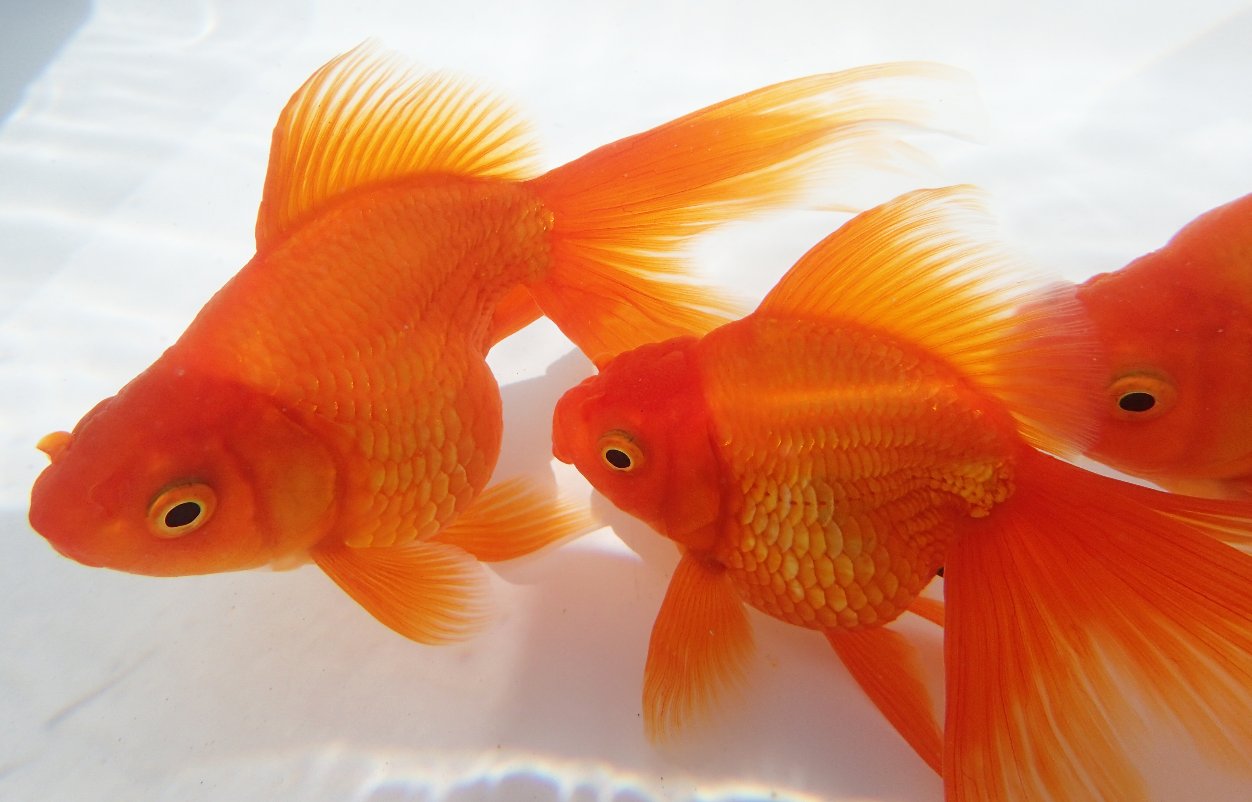 Ota-Fig01-Goldfish