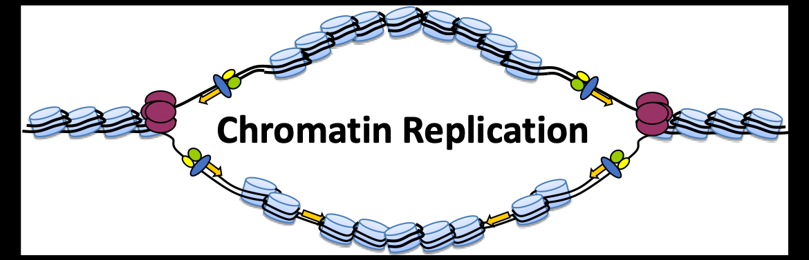 Chromatin Replication