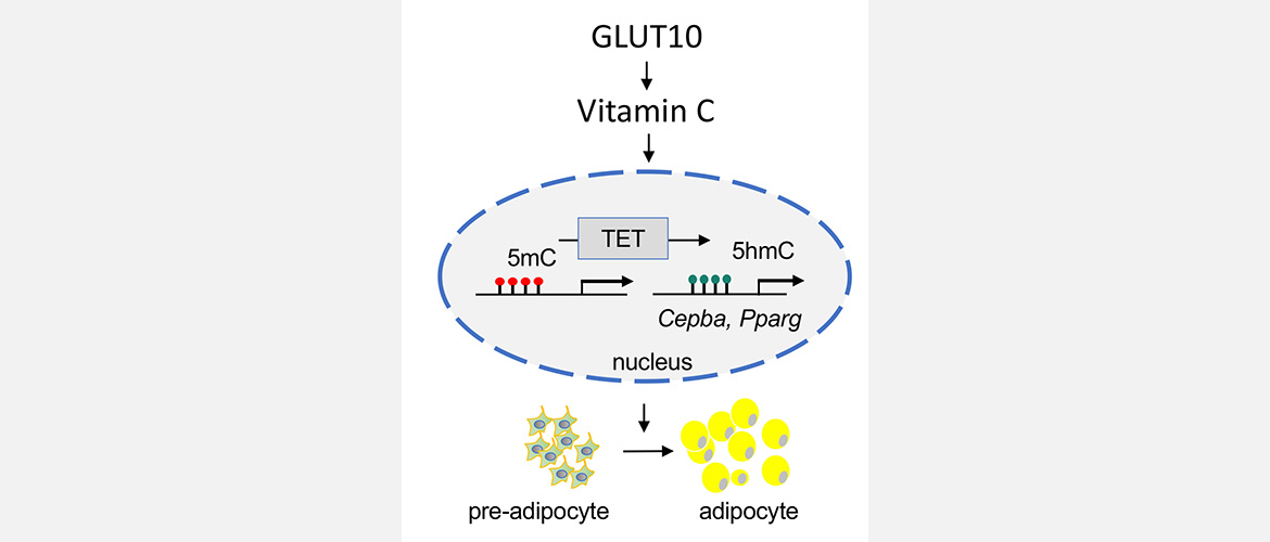 GLUT10 maintains intracellular and nuclear vitamin C homeostasis to regulate DNA demethylation, gene expression, adipogenesis, and white adipose tissue development, which maintains hemostasis of energy metabolism.
