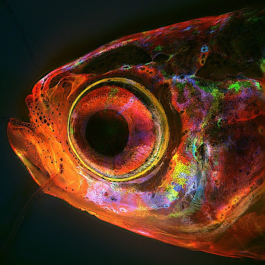 多顏色細胞標記技術追蹤斑馬魚體表所有的幹細胞